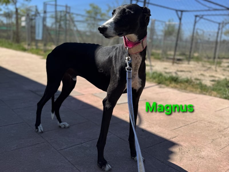 Magnus geb. 06/2019 (in Deutschland) - ausgeglichener & sanfter Galgo sucht ein liebevolles Zuhause!