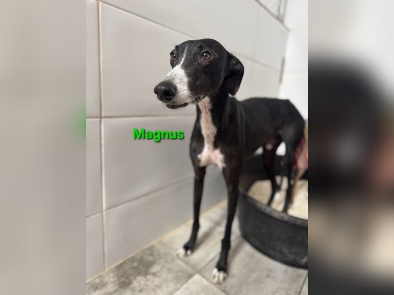 Magnus geb. 06/2019 (in Deutschland) - ausgeglichener & sanfter Galgo sucht ein liebevolles Zuhause!