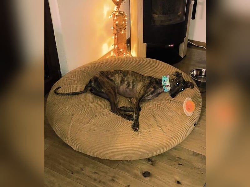 Pastora, sehr verschmust und vorsichtig