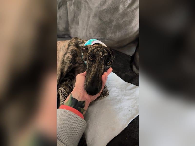 Pastora, sehr verschmust und vorsichtig