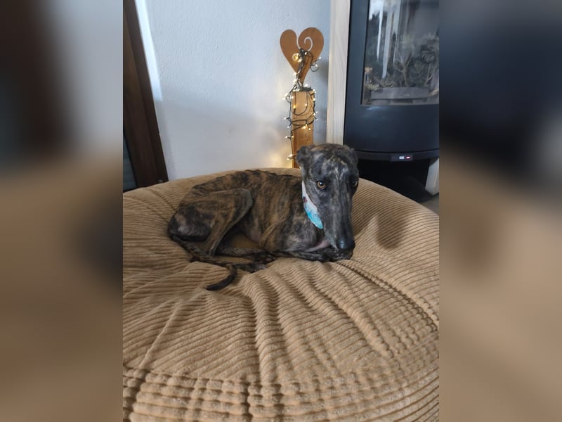 Pastora, sehr verschmust und vorsichtig