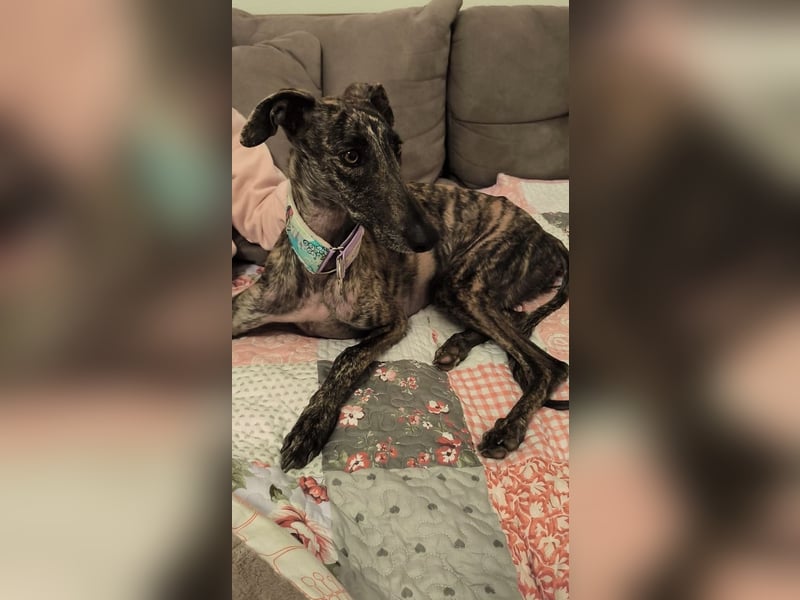 Pastora, sehr verschmust und vorsichtig