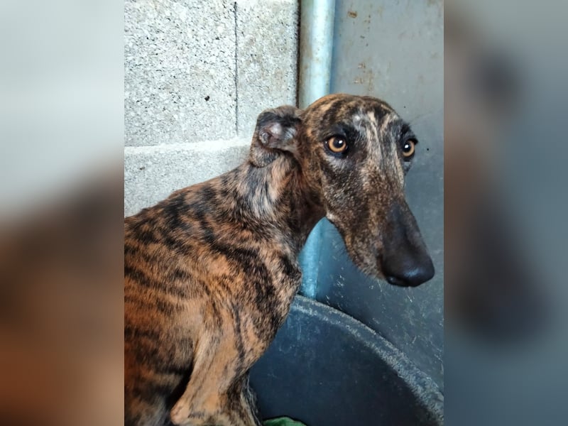 Pastora, sehr verschmust und vorsichtig