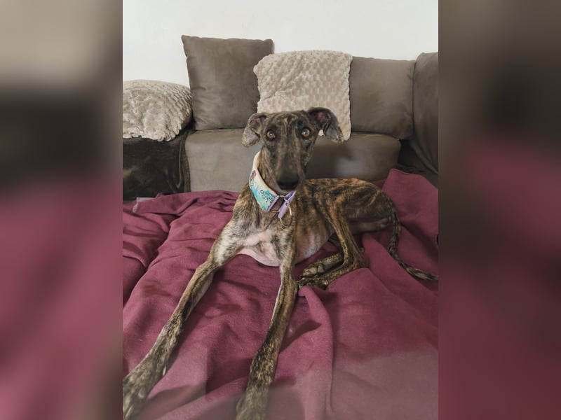 Pastora, sehr verschmust und vorsichtig