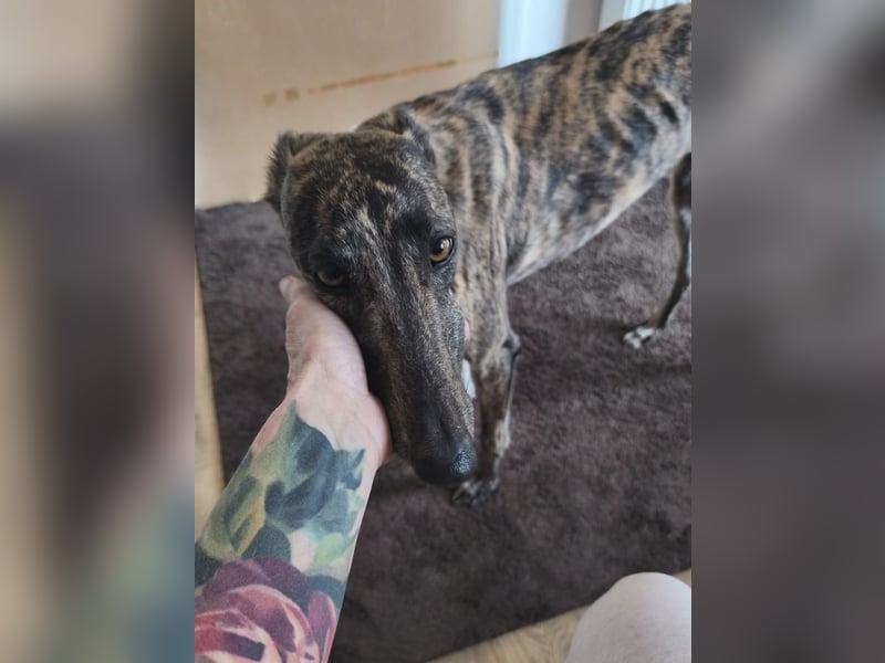 Pastora, sehr verschmust und vorsichtig