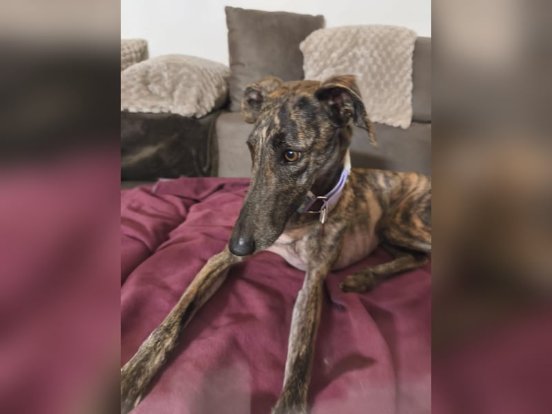 Pastora, sehr verschmust und vorsichtig