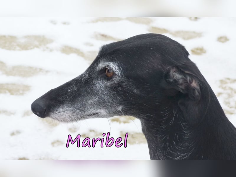 Maribel geb. 10/2020 (DE) - liebe, anhängliche und verspielte Galga sucht ein neues Zuhause!