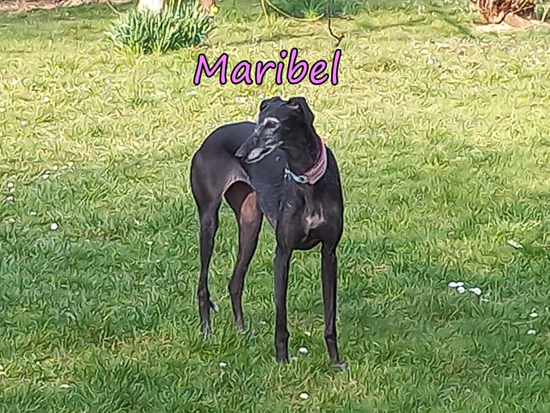 Maribel geb. 10/2020 (DE) - liebe, anhängliche und verspielte Galga sucht ein neues Zuhause!