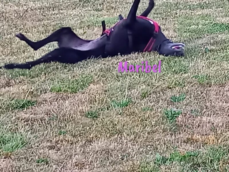 Maribel geb. 10/2020 (DE) - liebe, anhängliche und verspielte Galga sucht ein neues Zuhause!