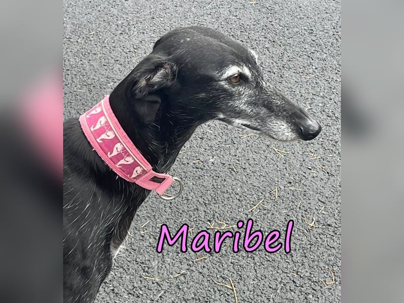 Maribel geb. 10/2020 (DE) - liebe, anhängliche und verspielte Galga sucht ein neues Zuhause!