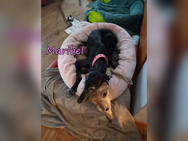 Maribel geb. 10/2020 (DE) - liebe, anhängliche und verspielte Galga sucht ein neues Zuhause!