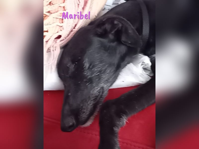 Maribel geb. 10/2020 (DE) - liebe, anhängliche und verspielte Galga sucht ein neues Zuhause!