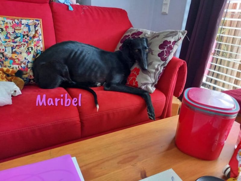 Maribel geb. 10/2020 (DE) - liebe, anhängliche und verspielte Galga sucht ein neues Zuhause!