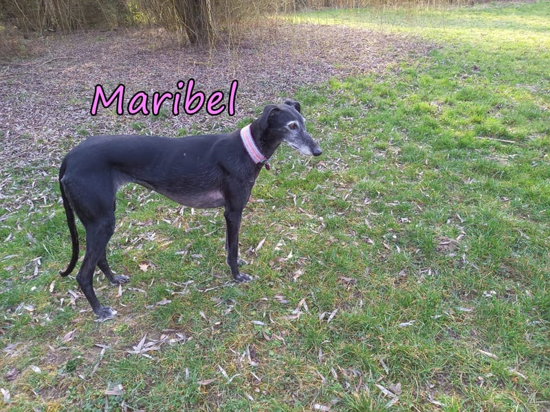 Maribel geb. 10/2020 (DE) - liebe, anhängliche und verspielte Galga sucht ein neues Zuhause!