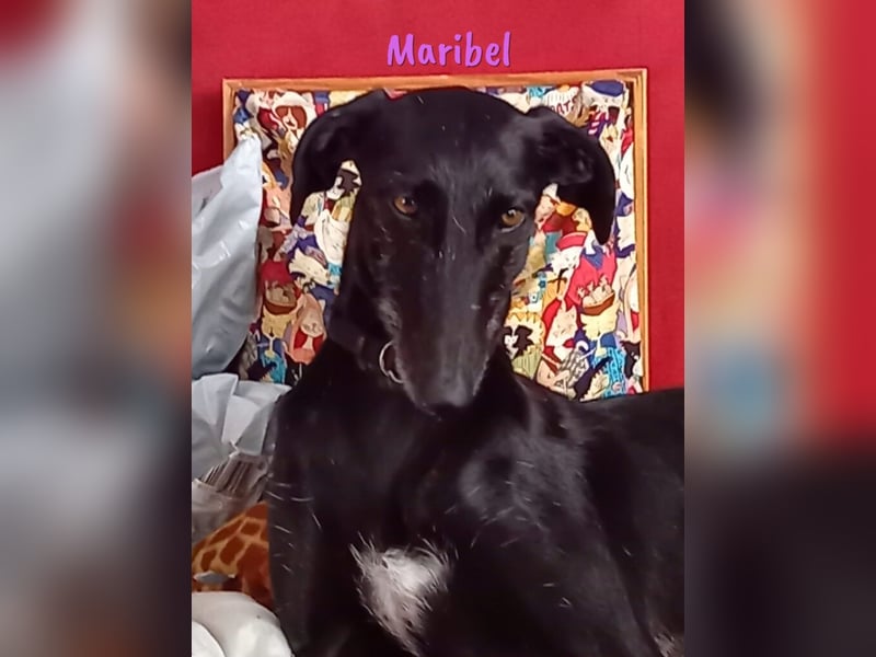 Maribel geb. 10/2020 (DE) - liebe, anhängliche und verspielte Galga sucht ein neues Zuhause!