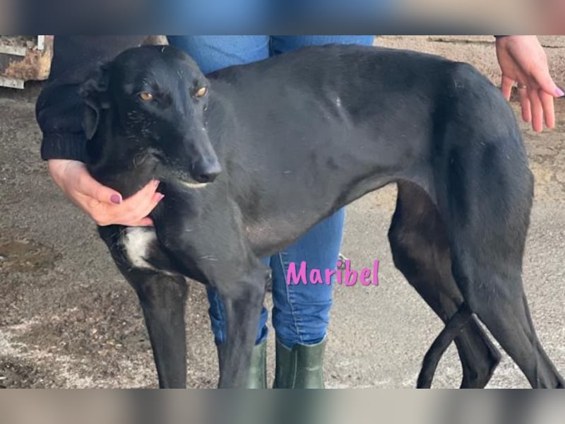 Maribel geb. 10/2020 (DE) - liebe, anhängliche und verspielte Galga sucht ein neues Zuhause!