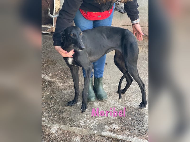 Maribel geb. 10/2020 (DE) - liebe, anhängliche und verspielte Galga sucht ein neues Zuhause!