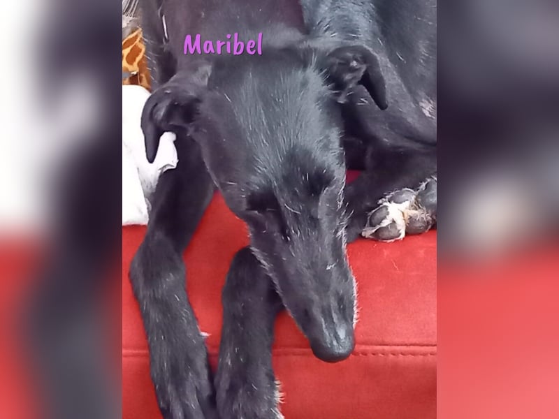 Maribel geb. 10/2020 (DE) - liebe, anhängliche und verspielte Galga sucht ein neues Zuhause!