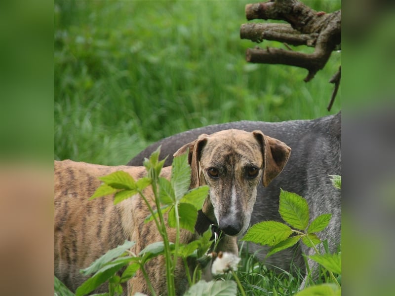 SAMU - Ein Freund für´s Leben