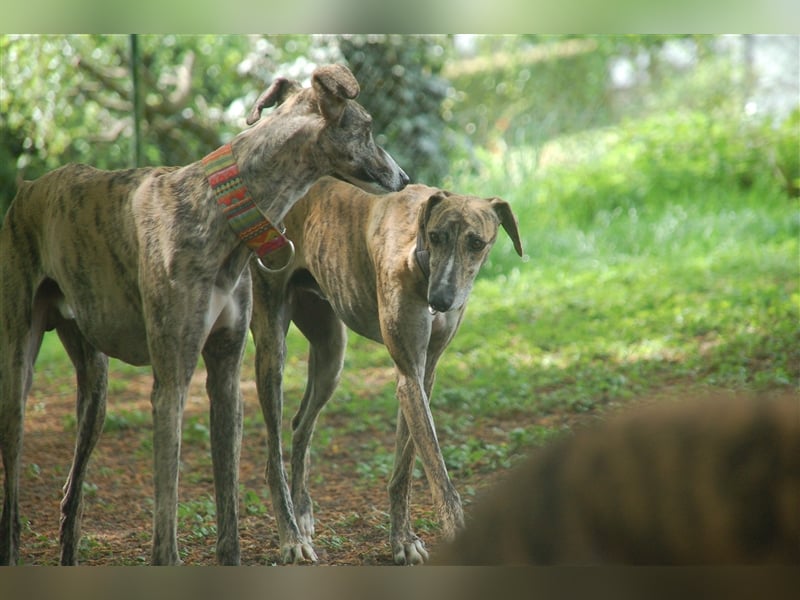 SAMU - Ein Freund für´s Leben