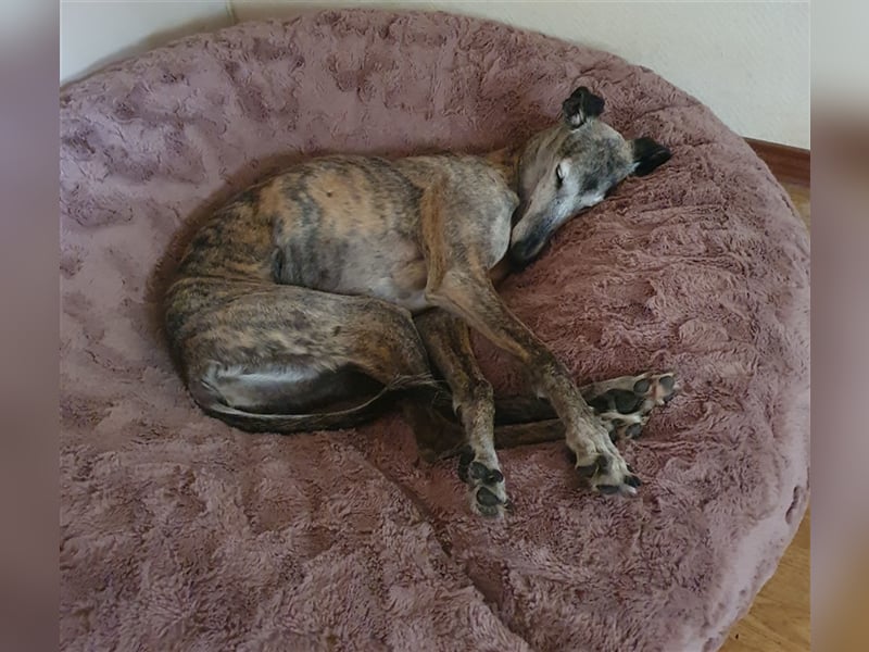 MARIANA - Sonnenschein auf der Suche nach Liebe (PLZ 355.. Wetzlar OT)