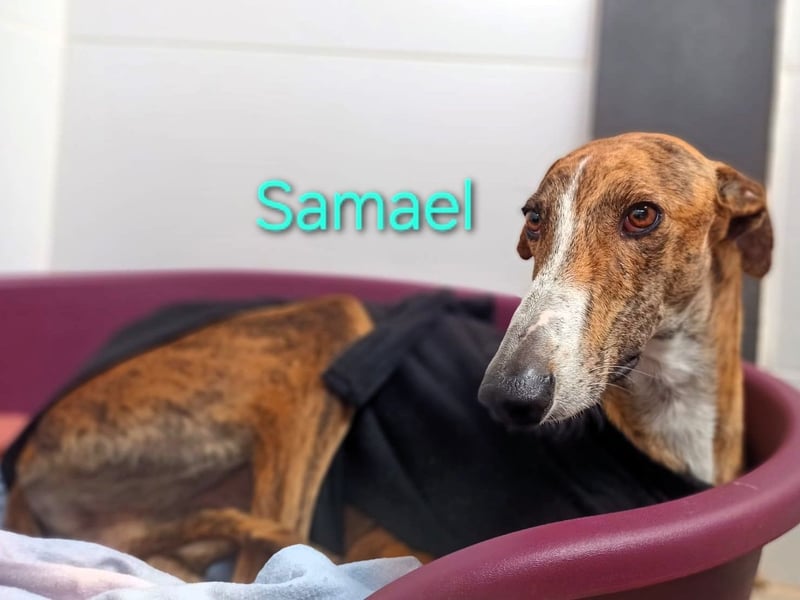 Samael geb. 09/2022 (in Deutschland) - ausdrucksstarker und feinfühliger Galgo!