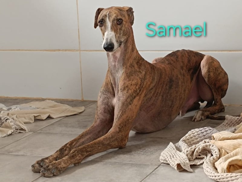 Samael geb. 09/2022 (in Deutschland) - ausdrucksstarker und feinfühliger Galgo!