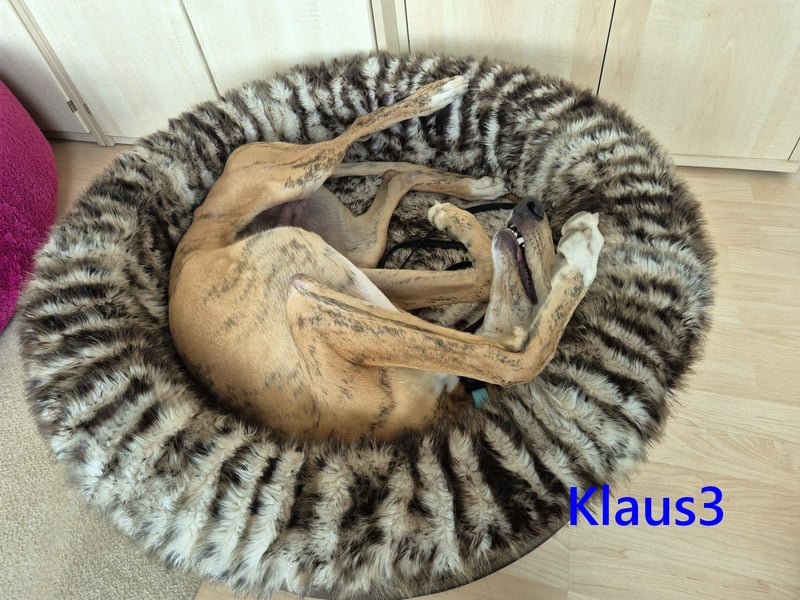 Klaus3 geb. 05/2025 (DE) - sehr freundlicher, aufgeschlossener und menschenbezogener junger Galgo!