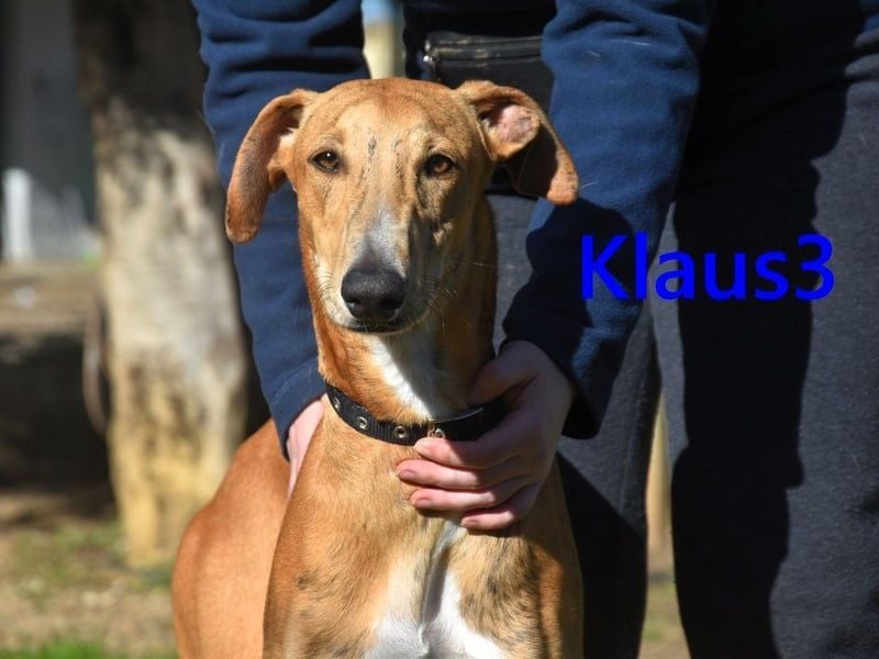 Klaus3 geb. 05/2025 (DE) - sehr freundlicher, aufgeschlossener und menschenbezogener junger Galgo!