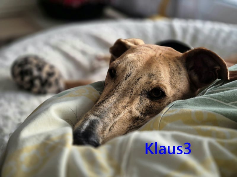 Klaus3 geb. 05/2025 (DE) - sehr freundlicher, aufgeschlossener und menschenbezogener junger Galgo!