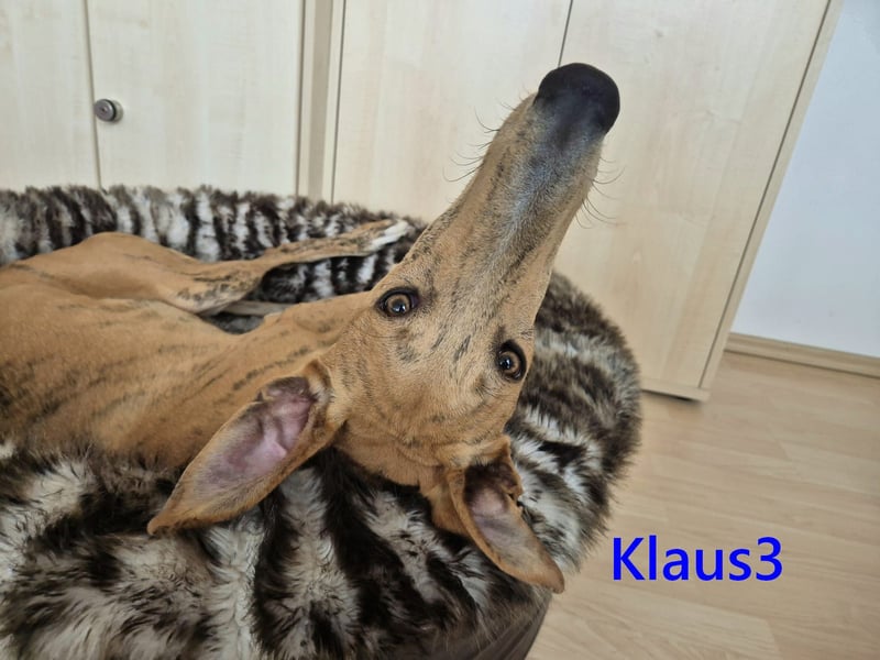 Klaus3 geb. 05/2025 (DE) - sehr freundlicher, aufgeschlossener und menschenbezogener junger Galgo!