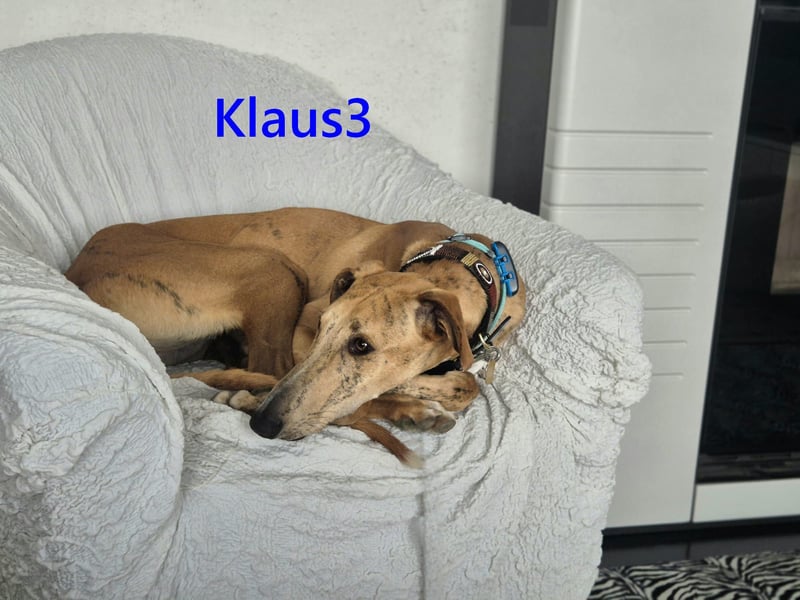 Klaus3 geb. 05/2025 (DE) - sehr freundlicher, aufgeschlossener und menschenbezogener junger Galgo!