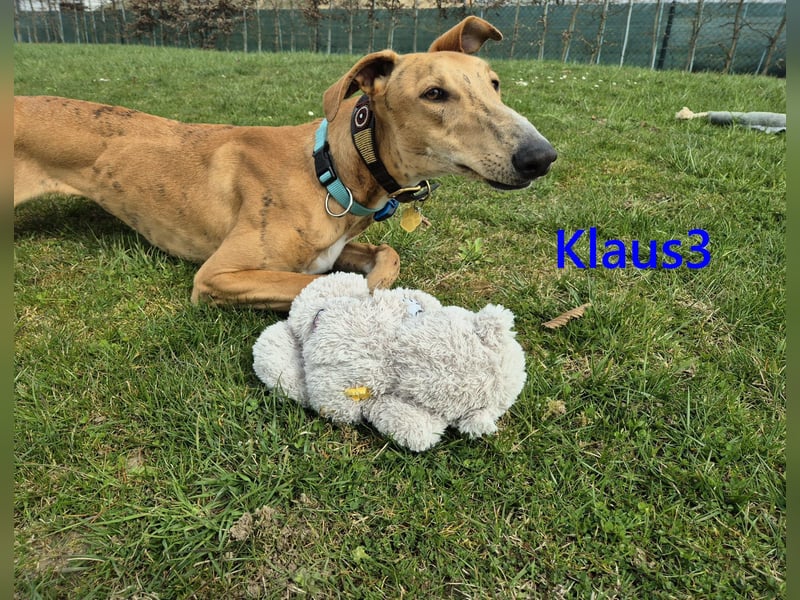 Klaus3 geb. 05/2025 (DE) - sehr freundlicher, aufgeschlossener und menschenbezogener junger Galgo!