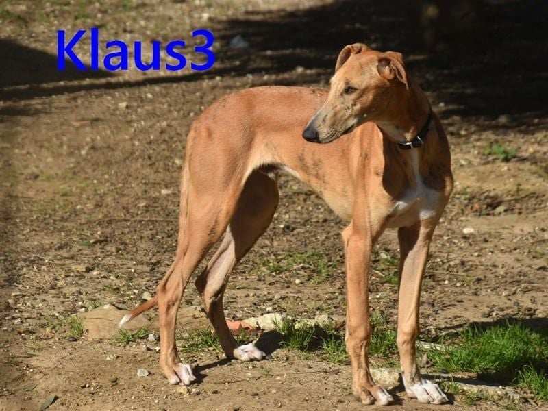Klaus3 geb. 05/2025 (DE) - sehr freundlicher, aufgeschlossener und menschenbezogener junger Galgo!