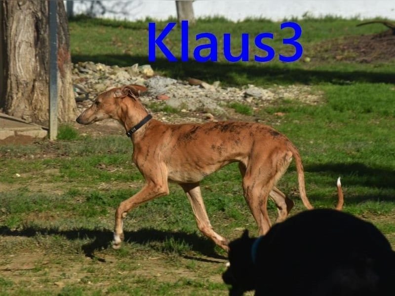 Klaus3 geb. 05/2025 (DE) - sehr freundlicher, aufgeschlossener und menschenbezogener junger Galgo!