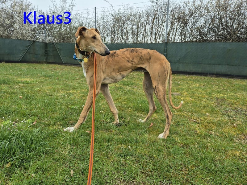 Klaus3 geb. 05/2025 (DE) - sehr freundlicher, aufgeschlossener und menschenbezogener junger Galgo!