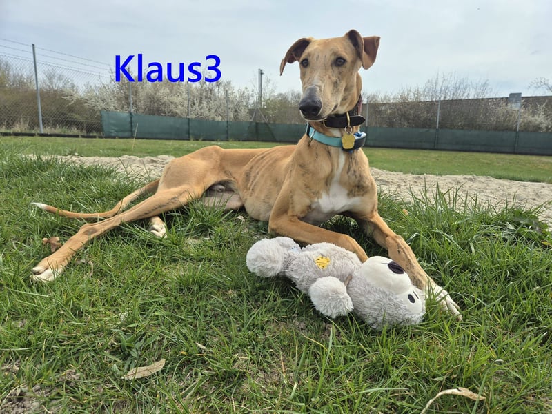 Klaus3 geb. 05/2025 (DE) - sehr freundlicher, aufgeschlossener und menschenbezogener junger Galgo!