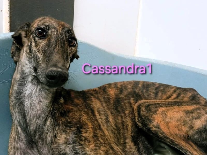 Cassandra1 geb. 09/2023 (in Deutschland) - edle und sanftmütige Galga!