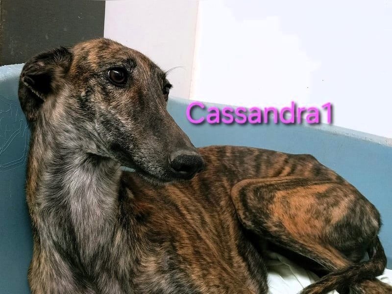 Cassandra1 geb. 09/2023 (in Deutschland) - edle und sanftmütige Galga!