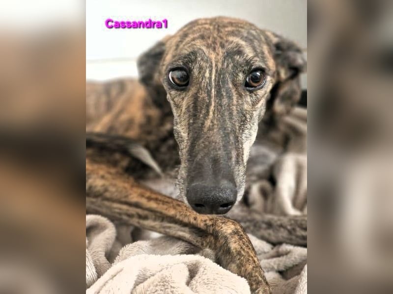 Cassandra1 geb. 09/2023 (in Deutschland) - edle und sanftmütige Galga!