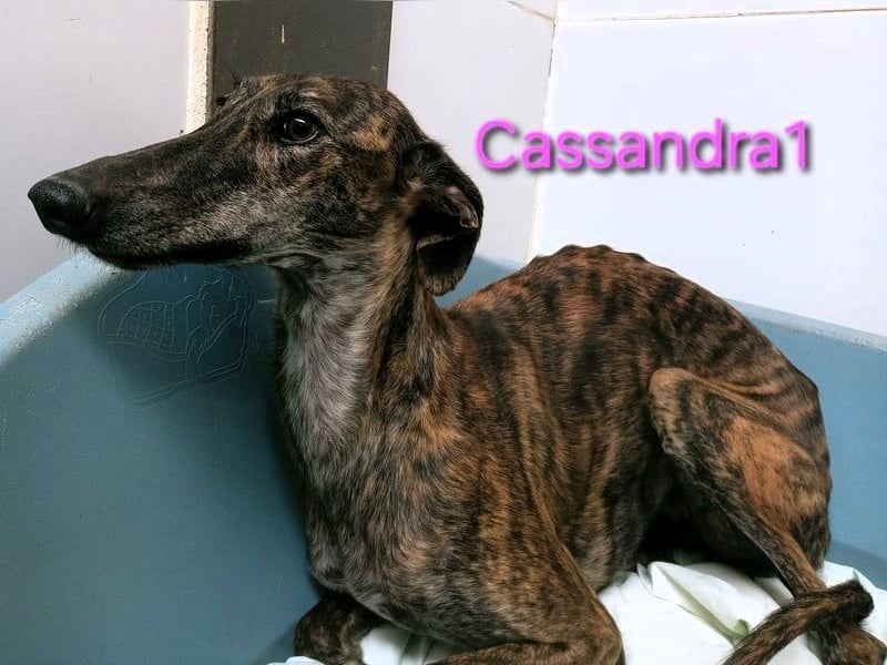 Cassandra1 geb. 09/2023 (in Deutschland) - edle und sanftmütige Galga!