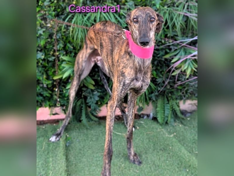 Cassandra1 geb. 09/2023 (in Deutschland) - edle und sanftmütige Galga!