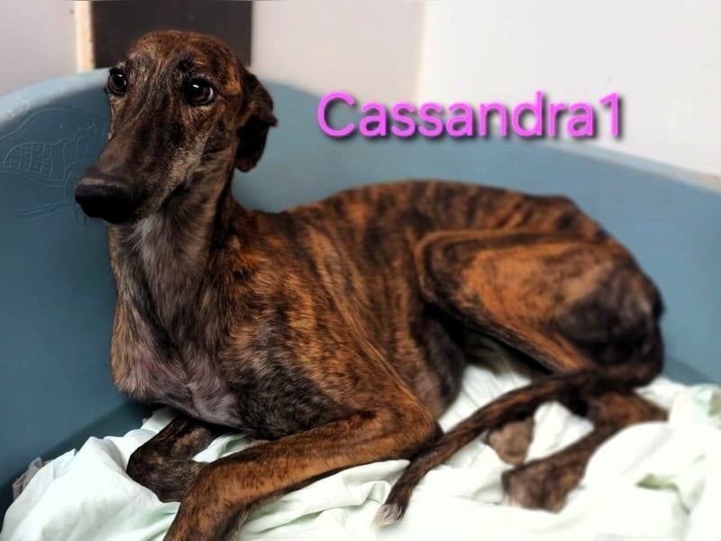 Cassandra1 geb. 09/2023 (in Deutschland) - edle und sanftmütige Galga!