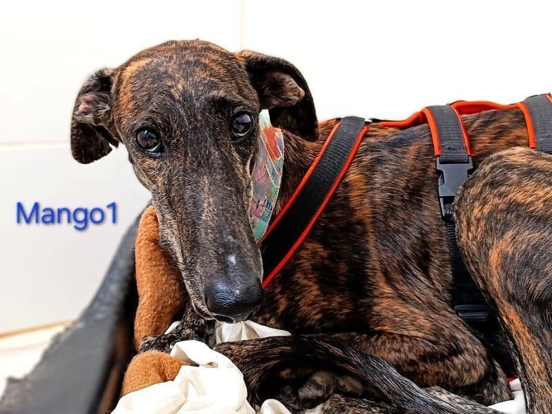 Mango1 geb. 09/2022 (ESP) - sanfter Galgo auf der Suche nach dem Glück!