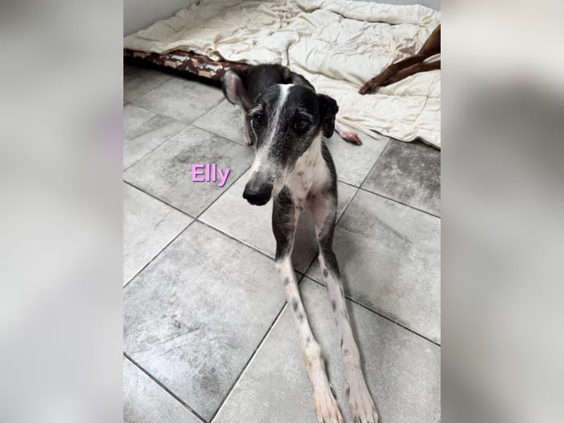 Elly geb. 07/2020 (in Deutschland) - liebevolle, verspielte Rauhhaargalga!