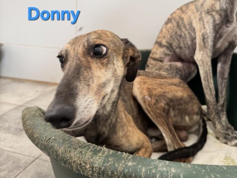 Donny geb. 04/2022 (ESP) - sanfter Galgo der so viel mehr verdient hat!