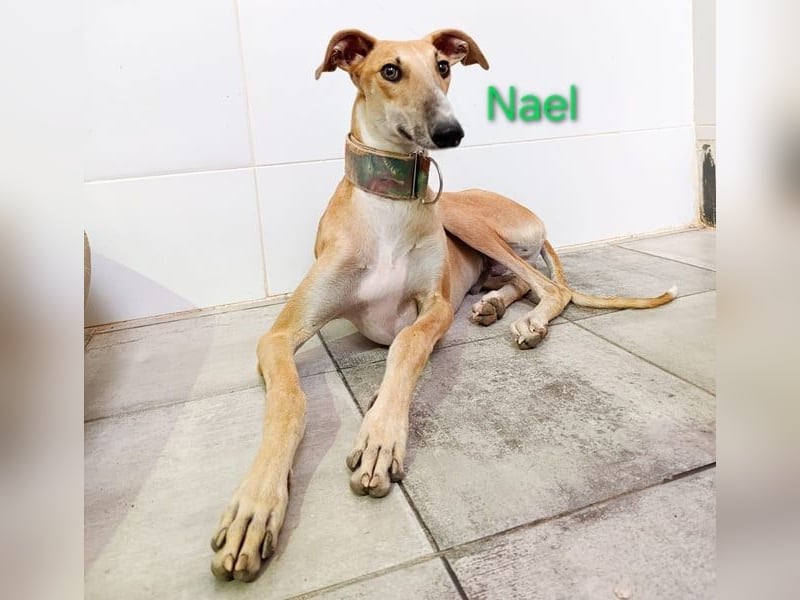 Nael geb. 11/2023 (ESP) - edler, sensibler und wunderschöner Galgo!