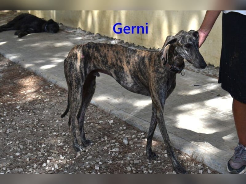 Gerni geb. 05/2025 (ESP) - verschmuster Galgo will wieder lernen zu Vertrauen!