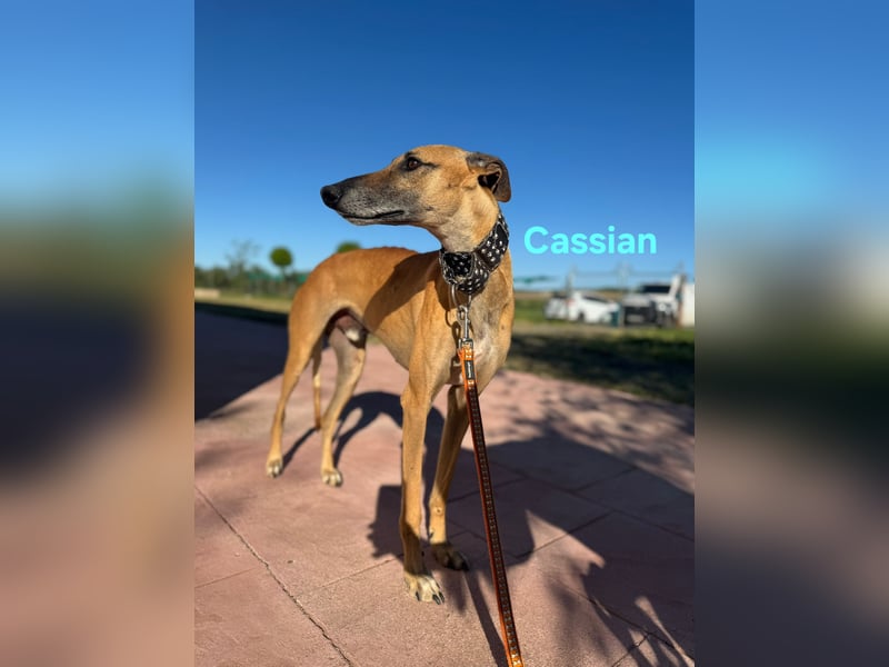 Cassian geb. 07/2023 (ESP) - freundlicher und sozialer Galgo sucht liebevolles Zuhause!