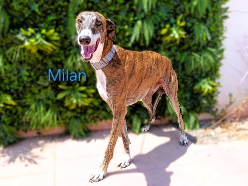 Milan geb. 06/2020 (ESP) - ausgeglichener, anhänglicher und sanfter Galgo!